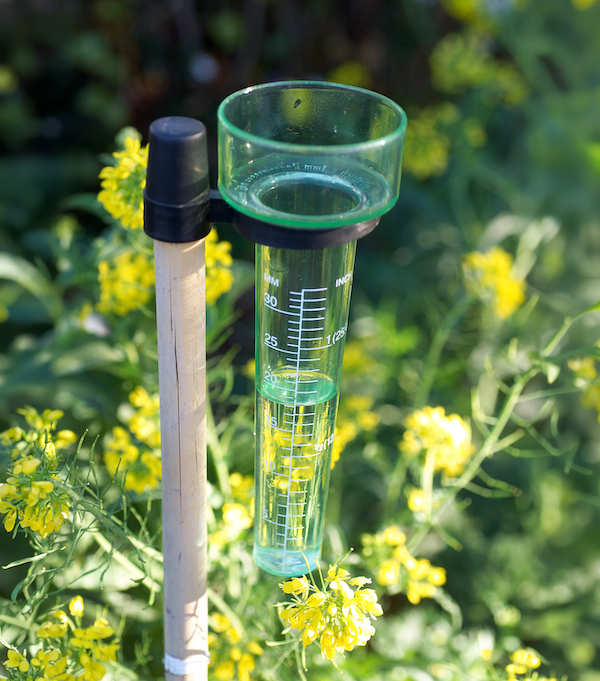 Rain gauge in garden for summer watering