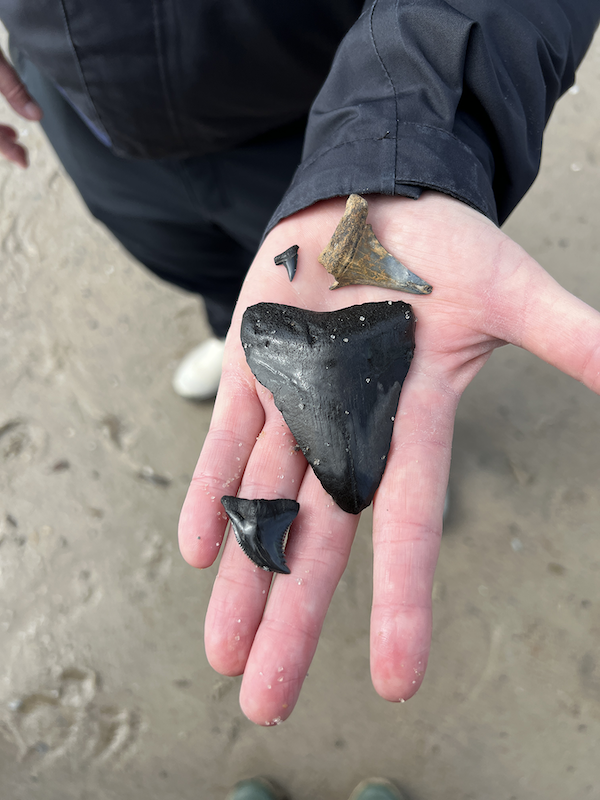 Shark tooth found on Shark Tooth Island Shelter Cove Broad Creek summer 2026 things to do