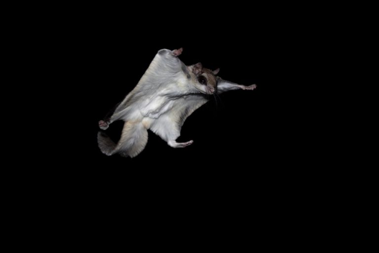 Southern flying squirrel in air