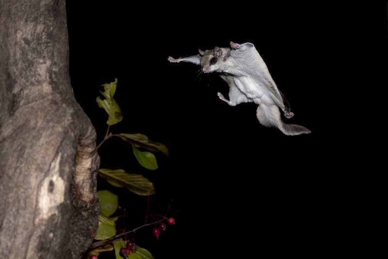 Southern flying squirrel stretching patagium to soar between trees in Lowcountry forests