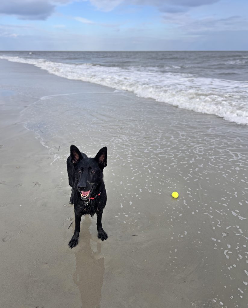 Truly Grace dog on Hilton Head Island beach with tennis ball