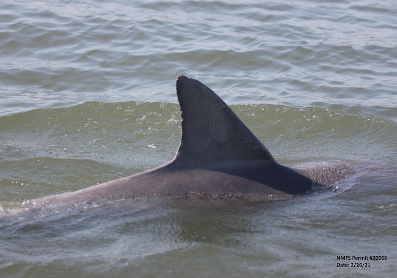 Bottlenose dolphin Klaus swimming in local waters near Hilton Head Island