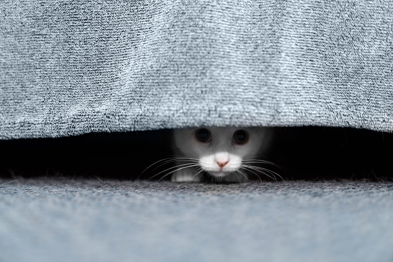 Cat hiding under bed. Tips to keep pets calm during fireworks
