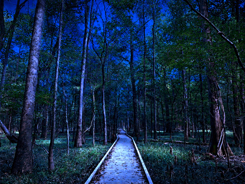 Congaree National Park