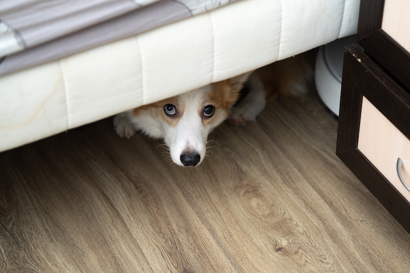 Dog hiding under bed. Tips to keep pets calm during fireworks