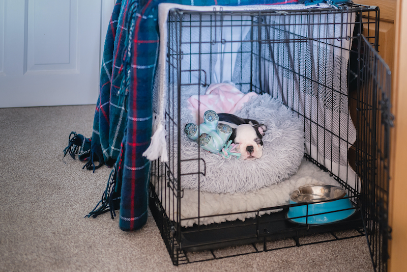 Dog sitting in crate with comforting blankets and toys. Tips to keep pets calm during fireworks