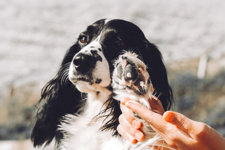 Dog with burnt paws July summer pet safety