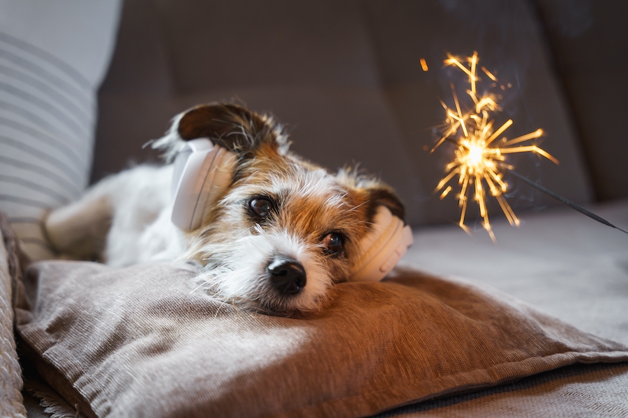 Dog with headphones calm with sparkler nearby. Tips to keep pets calm during fireworks
