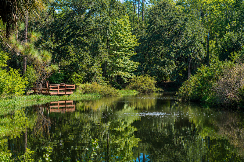 Peaceful woodland pond used for grounding meditation in nature