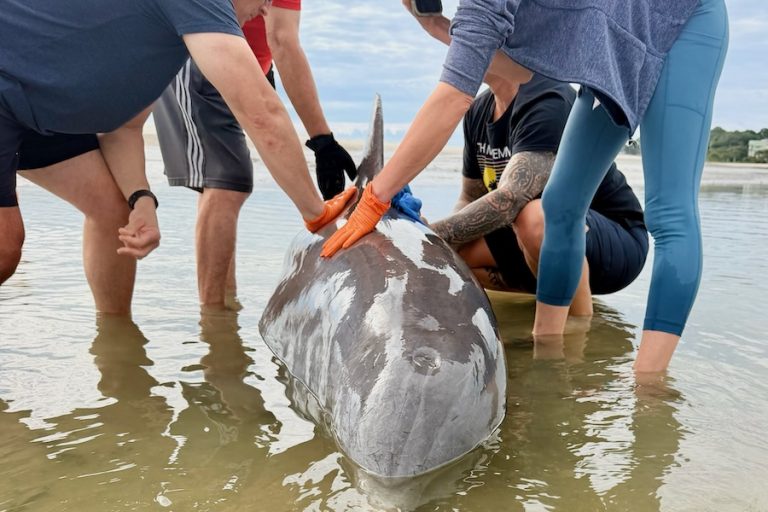 Volunteers rescuing stranded dolphin Klaus on Hilton Head Island