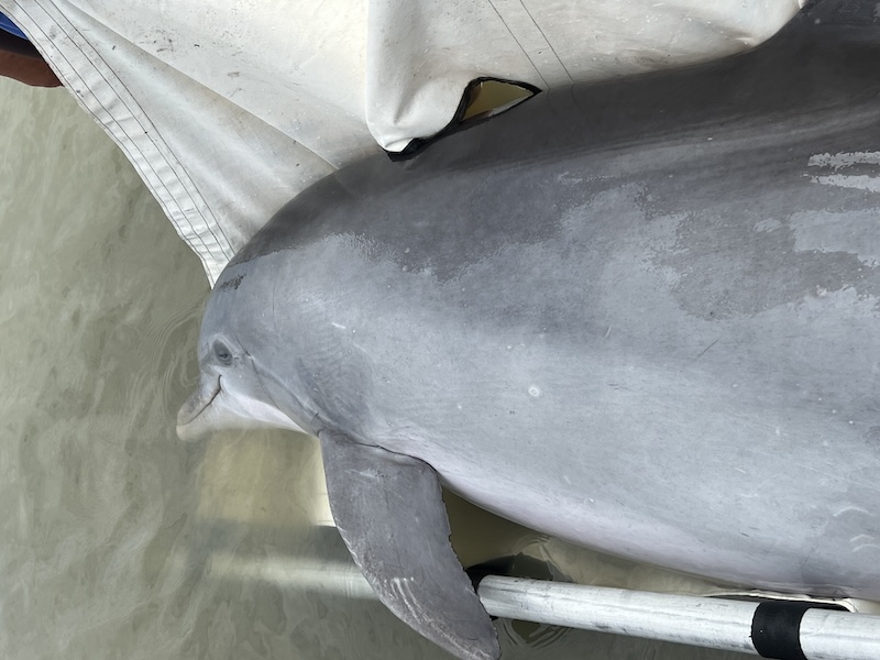 bottlenose dolphin became stranded in a tidal pool on Hilton Head Island