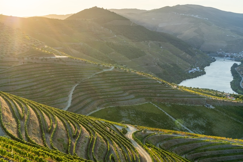Terraced vineyards overlooking Portugal's Douro River wine region