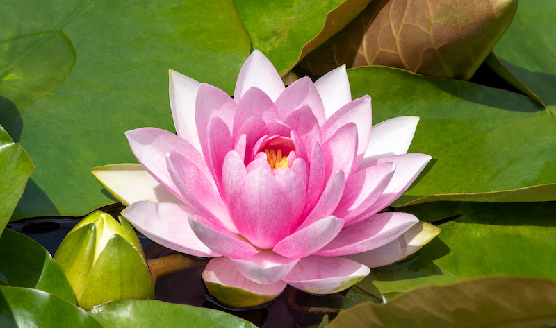 July birth flower, Water lily