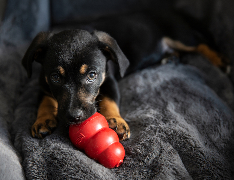 Puppy playing with chew toy. Tips to keep pets calm during fireworks