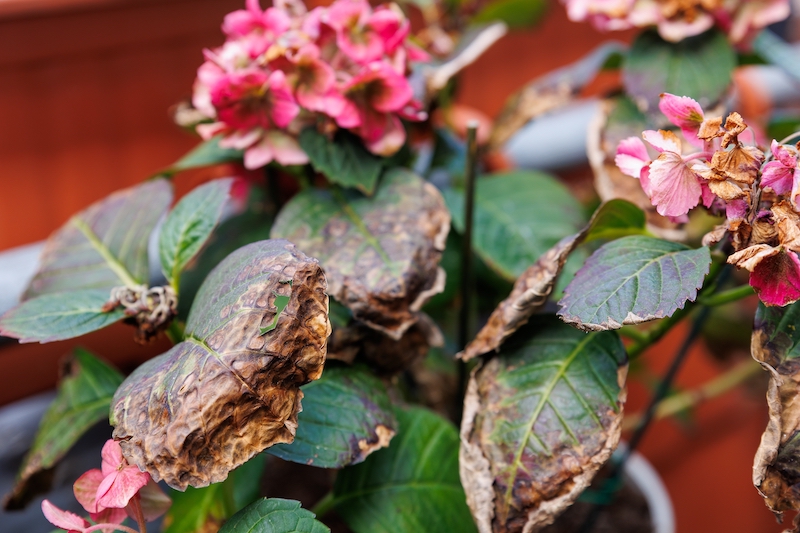 leaf scorching sunburn on plants July gardening tips