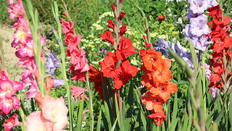 August birth flower, Gladiolus