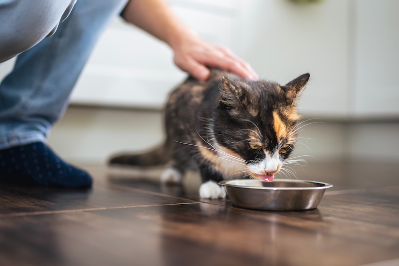 Man stroking tabby cat while she eating from bowl. Pet owner giving feeding for cat at home.