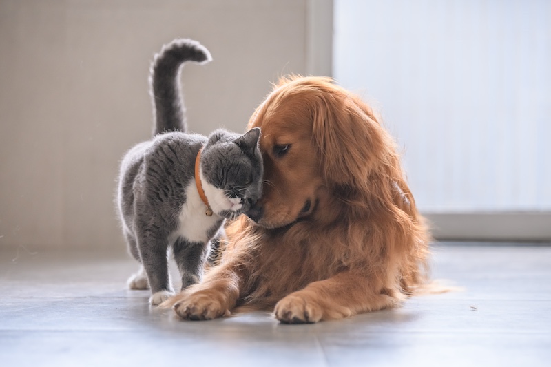 Cat and dog sitting together unlikely friendship