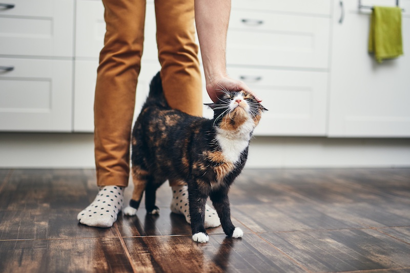Cat bonding with owner head rub