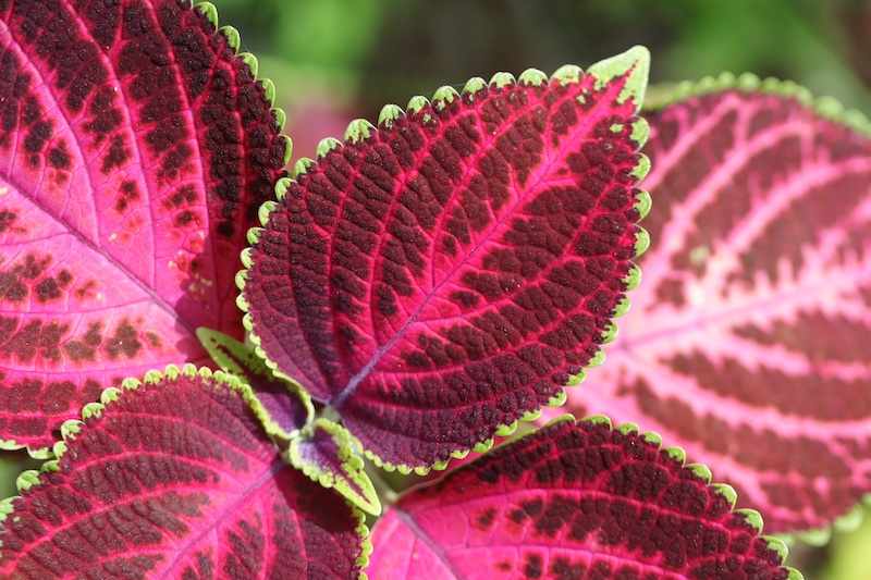 Coleus South Carolina
