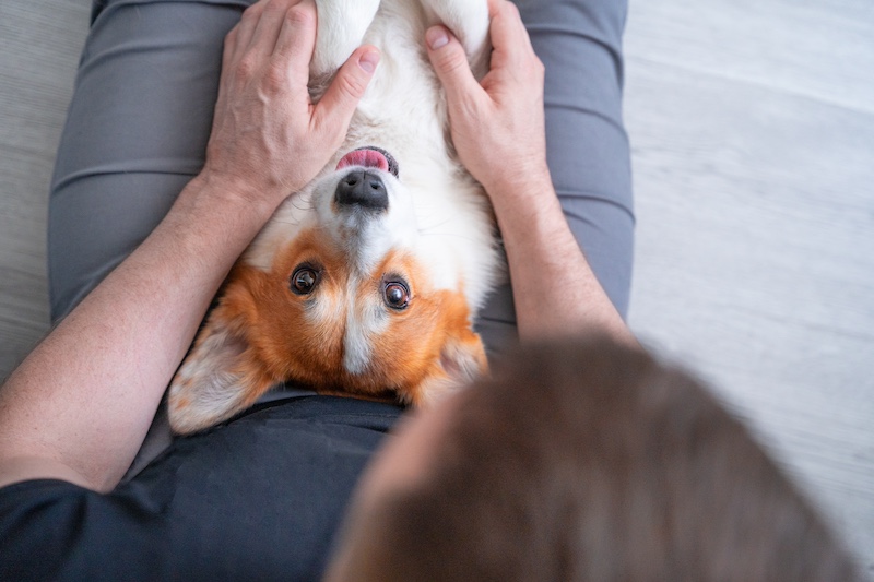 Corgi pet being cuddled by owner