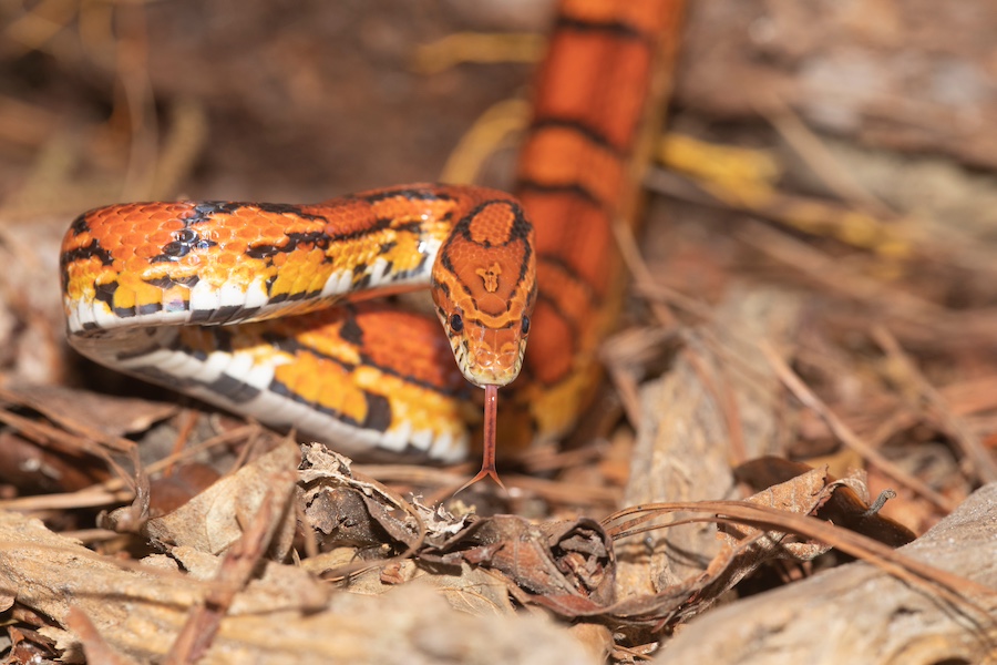 Corn snake Lowcountry garden animal