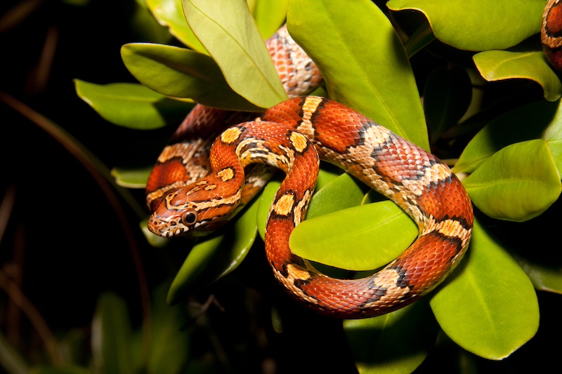 Corn snake Lowcountry garden plant