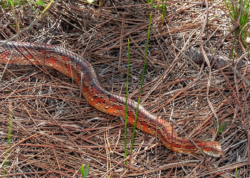 Corn snake pine needles