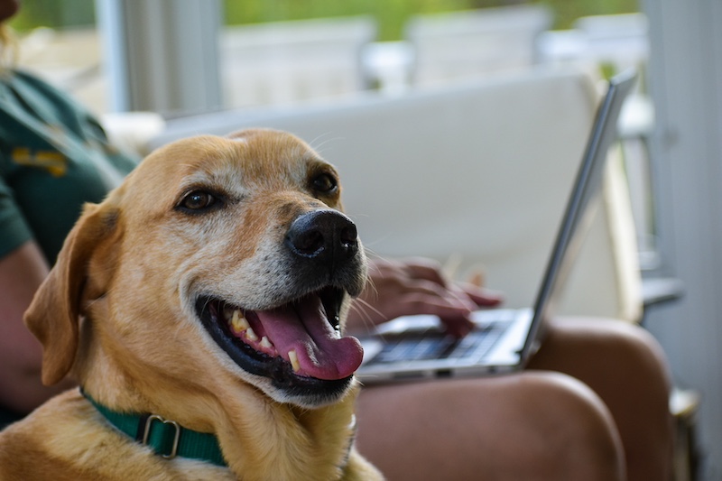 Dog sitting next to owner working on laptop at home
