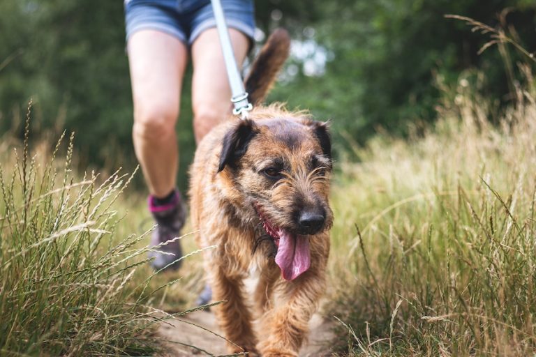 Dog walking with owner