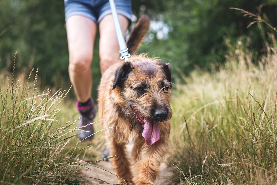 Dog walking with owner