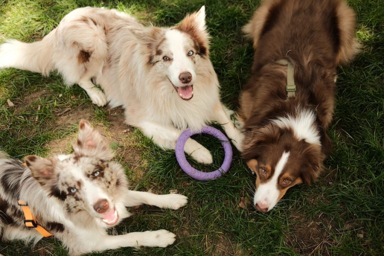 Dogs playing in dog park