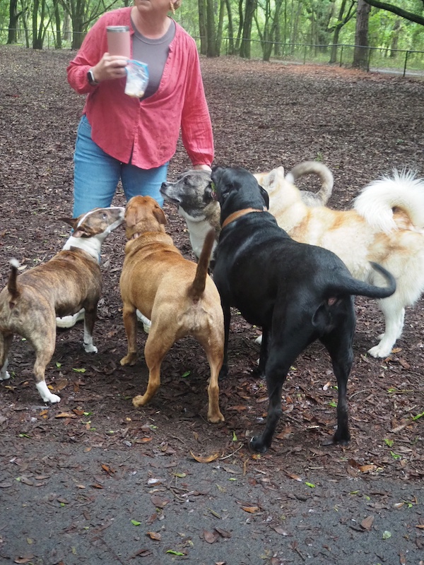 Dogs with owner at Best Friends Dog Park at Chaplin Community Park in Hilton Head Island