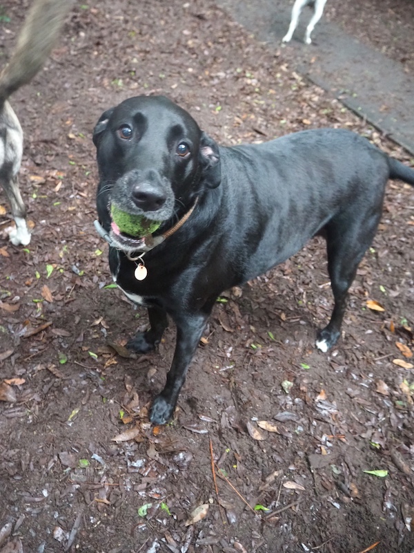 Draco at at Best Friends Dog Park at Chaplin Community Park in Hilton Head Island
