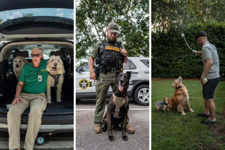 Three Lowcountry dogs with their handlers