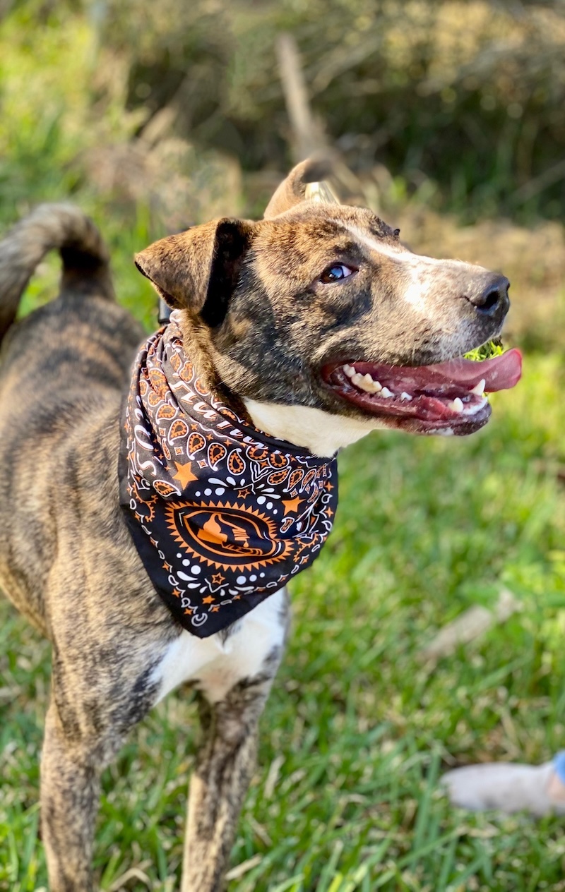 Hyacinth - Hilton Head Humane