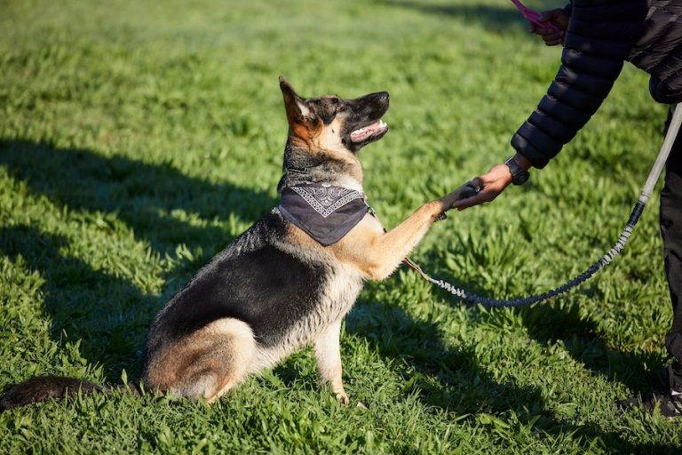 German Shepherd shaking hand with owner