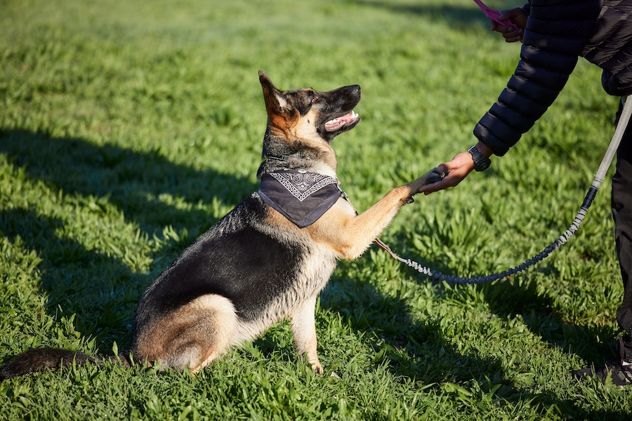 German Shepherd shaking hand with owner