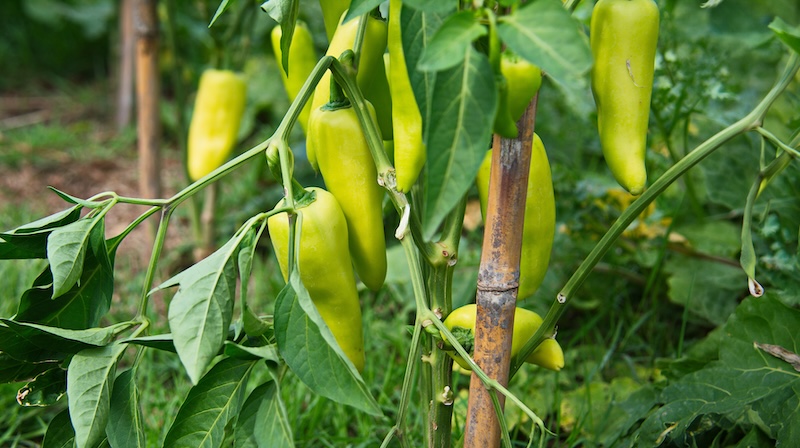 Growing banana peppers