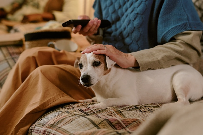 Senior Caucasian woman sitting on couch holding remote control petting small dog resting on lap, showing companionship and comfort in home setting, only upper body visible
