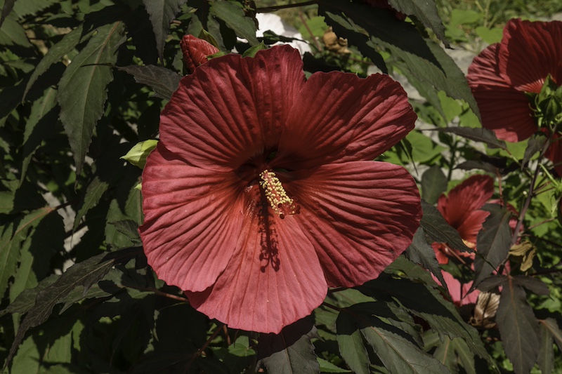 Hardy hibiscus, South Carolina