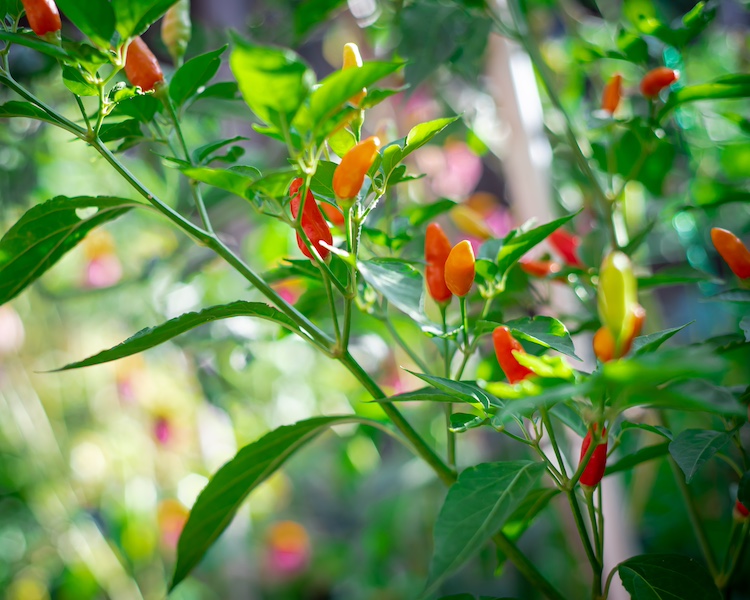 Hot peppers South Carolina August gardening