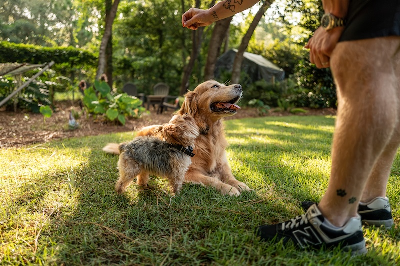 Professional dog trainer Drew Kaufman works with Bear and Coco during a backyard training session.