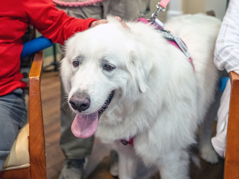 Sarah, a certified Great Pyrenees therapy dog, rides in a vehicle before a volunteer visit in the Lowcountry.