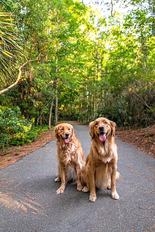 Lilly and Poppy Beeler Sea Pines Hilton Head Island golden retrievers