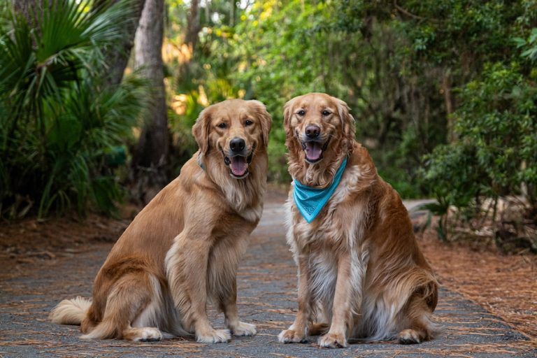 Lilly and Poppy Sea Pines Hilton Head Island golden retrievers