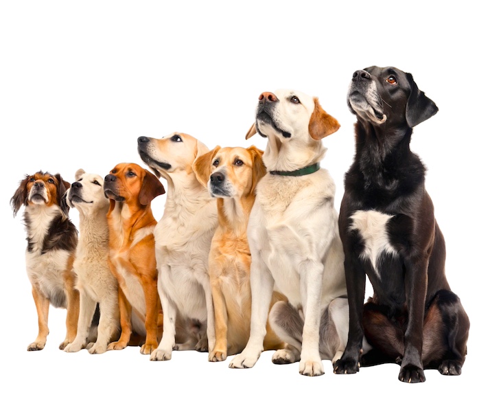 Line of dogs pet adoption