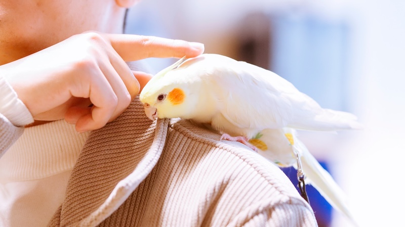 Cockatiel standing on its owner's shoulder