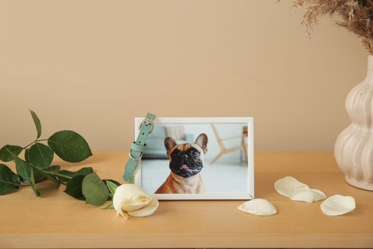 Memorializing a pet bull dog photo with rose