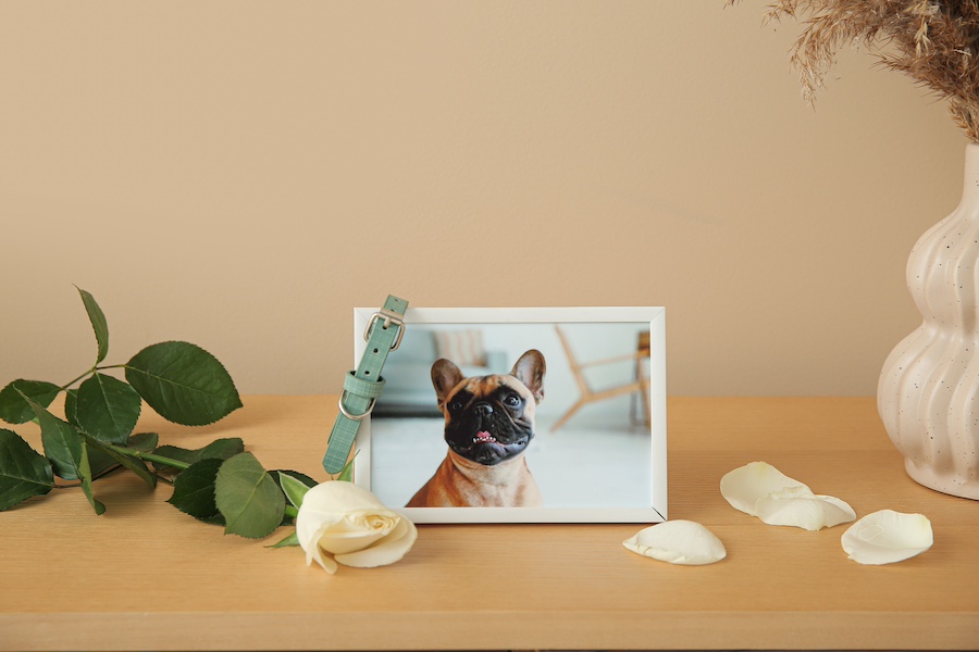 Memorializing a pet bull dog photo with rose